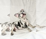 Small Photo #5 French Bulldog Puppy For Sale in STATEN ISLAND, NY, USA