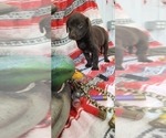 Small Photo #19 Labrador Retriever Puppy For Sale in MERIDEN, KS, USA