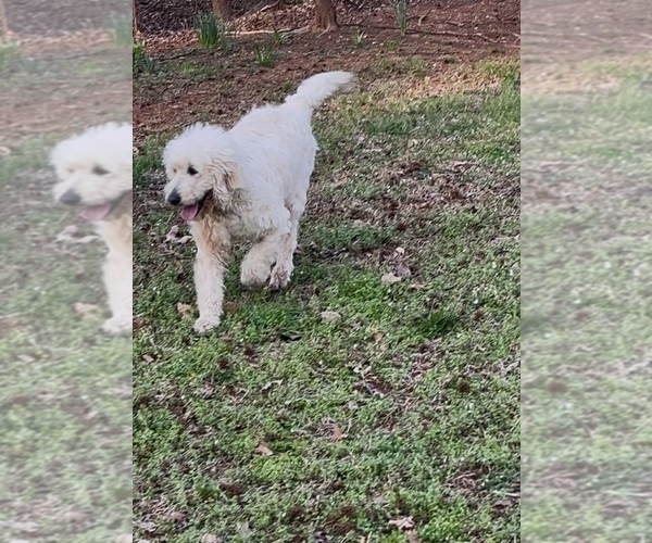 Medium Photo #9 Goldendoodle Puppy For Sale in TIMBERLAKE, NC, USA