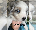 Puppy Samson Miniature Australian Shepherd