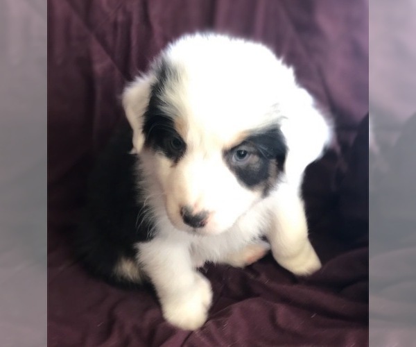 Medium Photo #2 Australian Shepherd Puppy For Sale in VERMONTVILLE, MI, USA