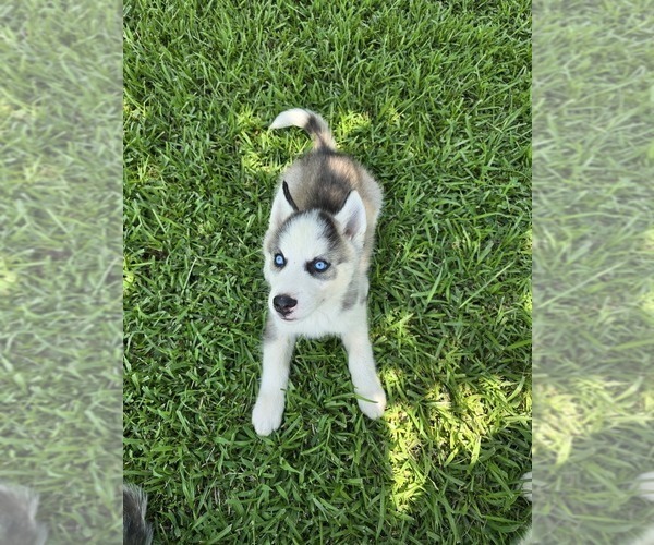 Medium Photo #1 Siberian Husky Puppy For Sale in GODWIN, NC, USA