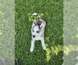 Siberian Husky Puppy for Sale in GODWIN, North Carolina USA