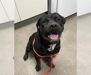 Rottweiler-Unknown Mix Dogs for adoption in HESPERIA, CA, USA