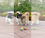 Small #6 Shih Tzu
