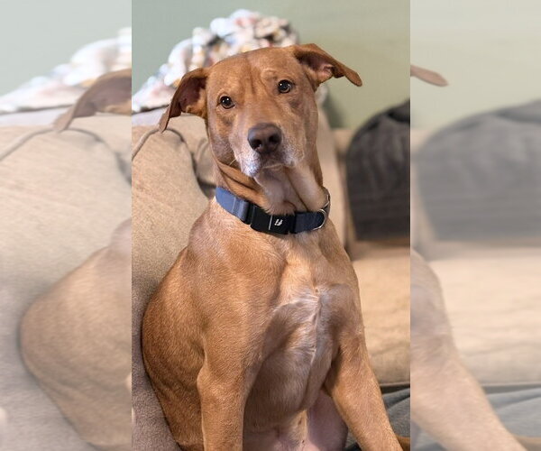 Medium Photo #4 Mountain Cur-Unknown Mix Puppy For Sale in Boston, MA, USA