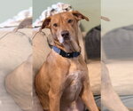 Small #3 Mountain Cur Mix