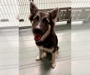 German Shepherd Dog Dogs for adoption in Baytown, TX, USA
