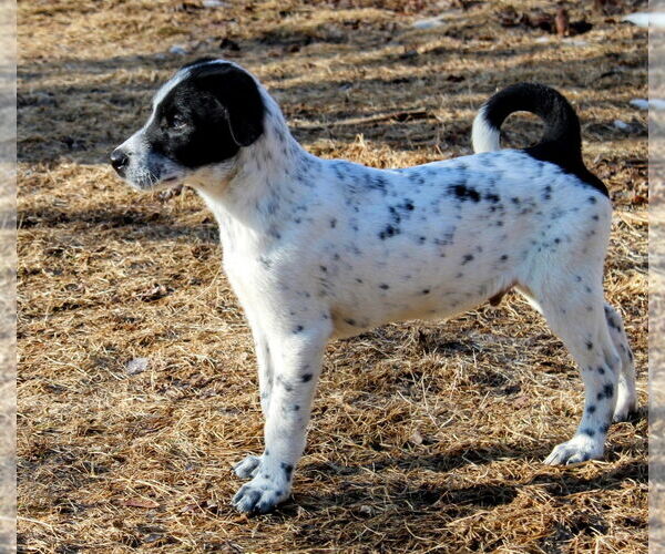 Medium Photo #1 Mutt Puppy For Sale in Cottage Grove, MN, USA