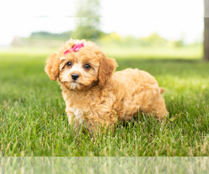 Cavapoo Puppy for sale in BREMEN, IN, USA