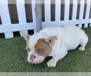 French Bulldog-Unknown Mix Dogs for adoption in Modesto, CA, USA
