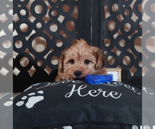 Medium Photo #3 Yo-Chon Puppy For Sale in MOUNT VERNON, OH, USA