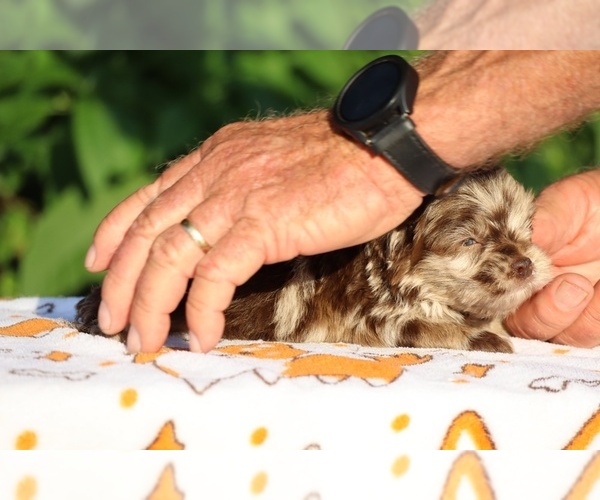 Medium Photo #8 ShihPoo Puppy For Sale in DYERSBURG, TN, USA