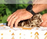 Small #7 ShihPoo