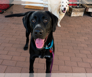 Labrador Retriever-Unknown Mix Dogs for adoption in Clovis, CA, USA