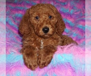 Miniature Labradoodle Puppy for sale in LA HABRA, CA, USA