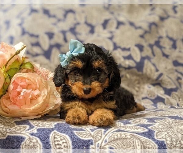 Medium Photo #6 Aussiedoodle Miniature  Puppy For Sale in NOTTINGHAM, PA, USA