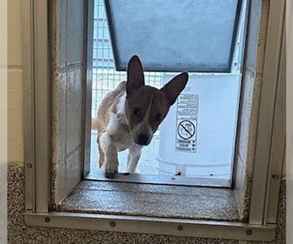 Medium Photo #1 Cardigan Welsh Corgi Puppy For Sale in Houston, TX, USA