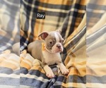 Puppy On hold Boston Terrier