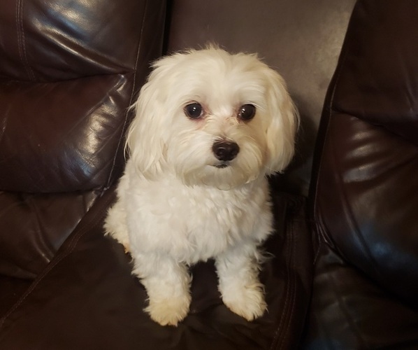Medium Photo #1 Maltese Puppy For Sale in OPELIKA, AL, USA