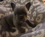 Small Photo #3 French Bulldog Puppy For Sale in LUBBOCK, TX, USA