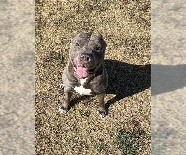 Medium Photo #1 Staffordshire Bull Terrier Puppy For Sale in Temple, TX, USA