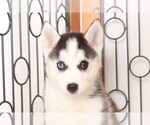 Small Photo #4 Pomsky Puppy For Sale in NAPLES, FL, USA