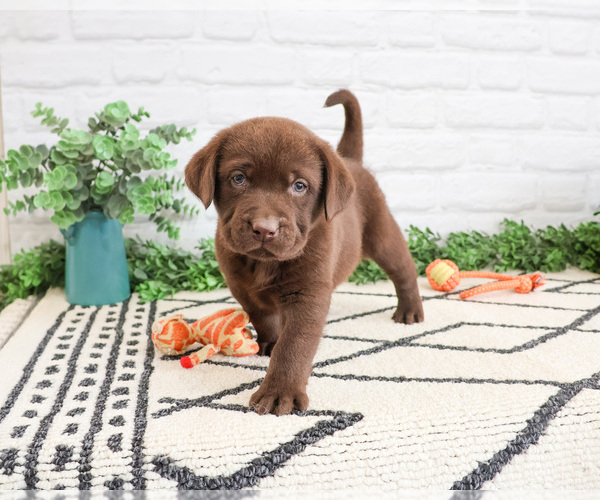 Medium Photo #1 Labrador Retriever Puppy For Sale in SYRACUSE, IN, USA