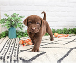 Small Labrador Retriever