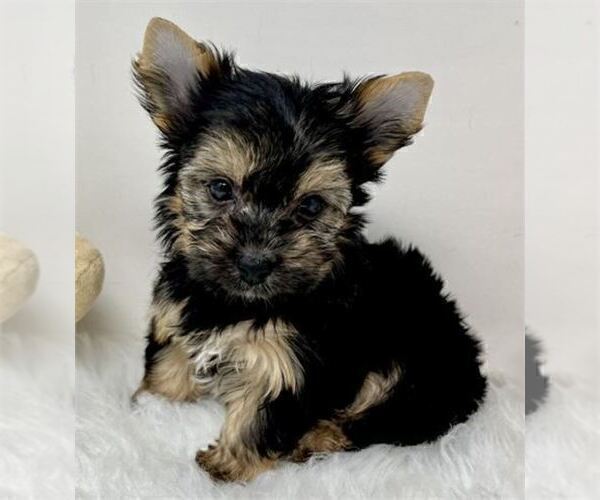 Medium Photo #18 Yorkshire Terrier Puppy For Sale in MIAMI BEACH, FL, USA