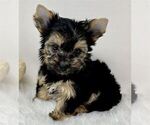 Small #17 Yorkshire Terrier