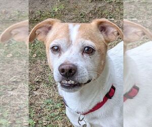 Chihuahua-Unknown Mix Dogs for adoption in pomfret, CT, USA