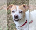 Small Chihuahua Mix