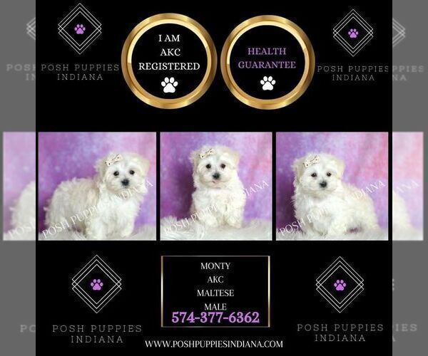 Medium Photo #7 Maltese Puppy For Sale in WARSAW, IN, USA