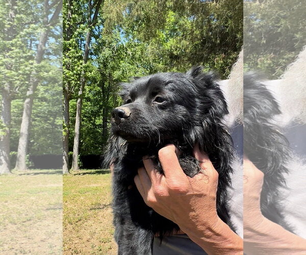 Medium Photo #4 Pomeranian-Unknown Mix Puppy For Sale in Thomasville, NC, USA