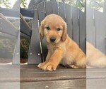 Puppy Ranger Golden Retriever
