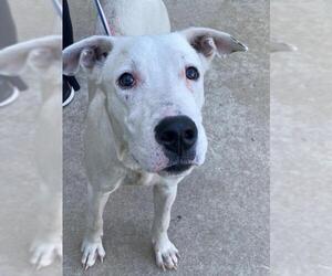 American Pit Bull Terrier-Unknown Mix Dogs for adoption in Fayetteville, NC, USA
