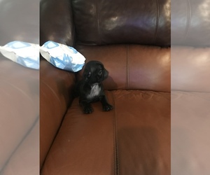 Pug Puppy for sale in BEATTYVILLE, KY, USA