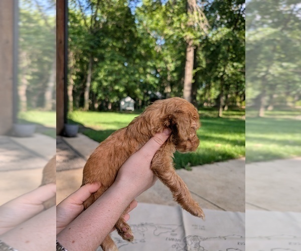 Medium Photo #16 Golden Mountain Doodle  Puppy For Sale in BROKEN ARROW, OK, USA