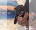 Small #8 Cane Corso