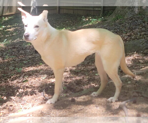 Medium Photo #3 Unknown-white german shepherd Mix Puppy For Sale in Hoffman Estates, IL, USA