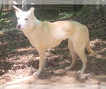 Small #2 white german shepherd Mix