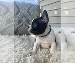 Small Photo #5 French Bulldog Puppy For Sale in DRY RIDGE, KY, USA