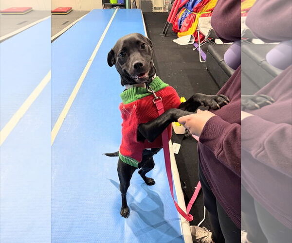 Medium Photo #1 American Staffordshire Terrier-Labrador Retriever Mix Puppy For Sale in Holly Springs, NC, USA