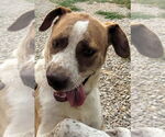 Small #1 Border Collie-Pointer Mix