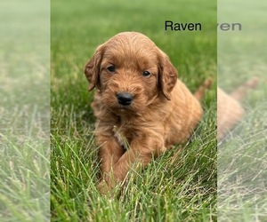 Goldendoodle (Miniature) Puppy for Sale in FREDERICKSBG, Ohio USA