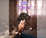 Small Photo #4 Great Dane Puppy For Sale in COVINGTON, VA, USA