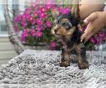 Small #4 Yorkshire Terrier