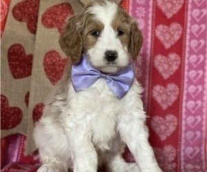 Goldendoodle Puppy for sale in LANCASTER, PA, USA