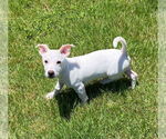 Small #1 American Pit Bull Terrier-American Staffordshire Terrier Mix